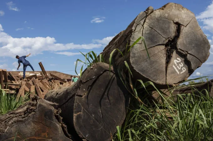 Estudo revela crescimento alarmante do desmatamento ilegal na Amazônia, enquanto a extração legal diminui, desafiando a preservação da maior floresta tropical do mundo.