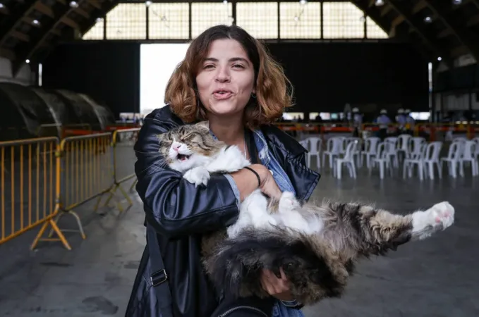 Ilustradora brasileira-libanesa enfrenta desafios para repatriar-se com seus inseparáveis companheiros felinos em meio ao conflito no Oriente Médio