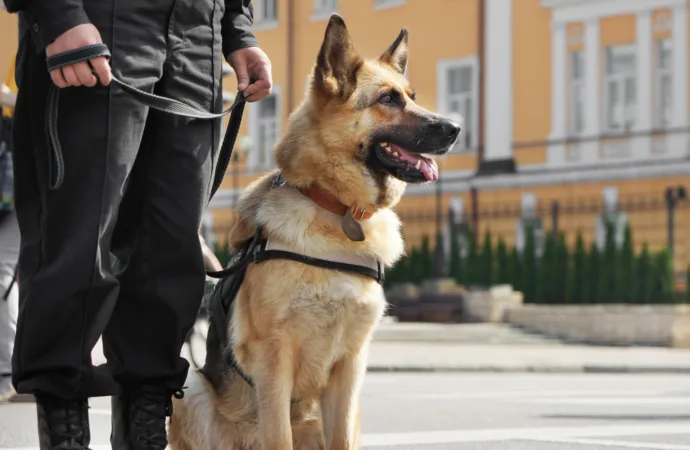 Faro Canino Derruba Político: Cães Farejadores Desvendam Esconderijo de Drogas em Carro de Ex-Prefeito