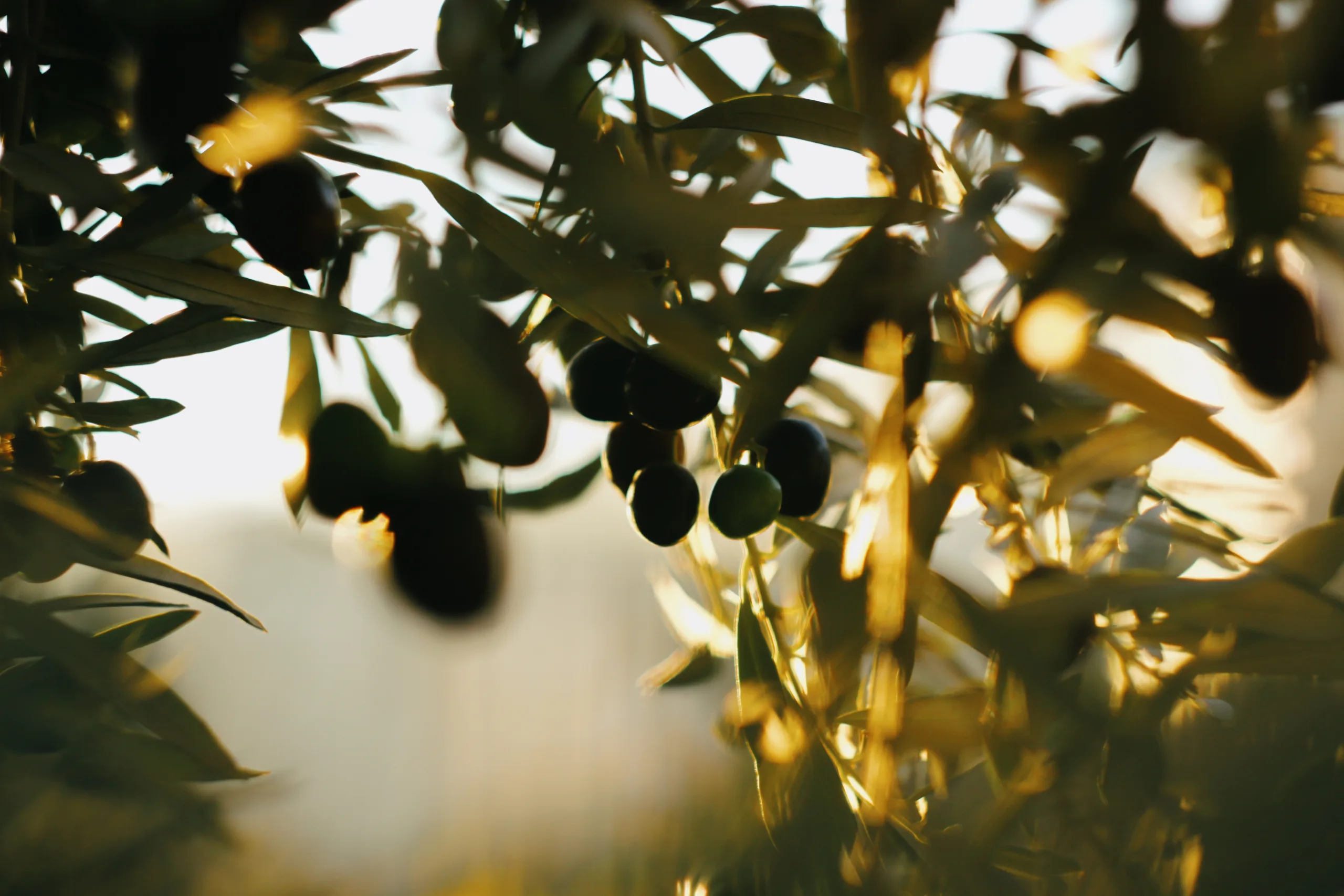 o Sabiá Koroneiki, produzido em São Paulo, foi escolhido como o melhor do mundo na categoria monovarietal frutado médio