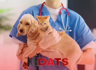Cães e gatos podem ser doadores de sangue