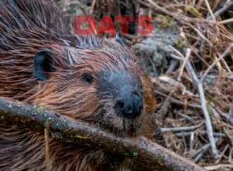 Os Castores que Economizaram mais de US$1 Milhão em Dinheiro Público