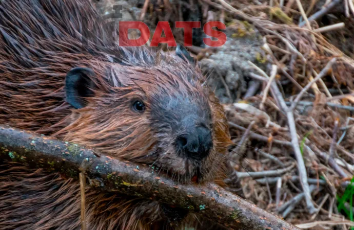 Os Castores que Economizaram mais de US$1 Milhão em Dinheiro Público