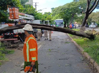 Goiânia teve 13 árvores derrubadas por ventania todos os dias de 2025