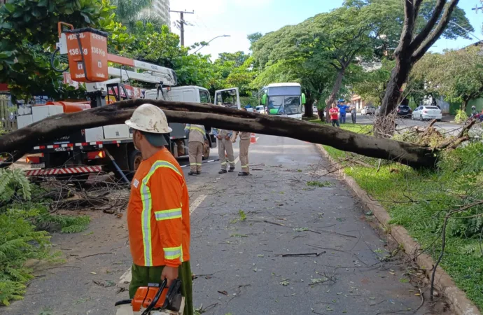 Goiânia teve 13 árvores derrubadas por ventania todos os dias de 2025
