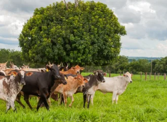 Goiás completa um ano de zona livre de aftosa sem aplicar vacina