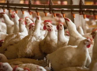 Ministério declara emergência zoossanitária em Montenegro após foco de gripe aviária