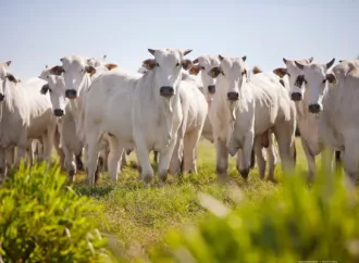Pecuária de Goiânia causará mudanças no trânsito; veja quais