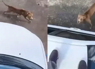 Entregador sobe em teto de carro para escapar de ataque de pitbull em Goiânia
