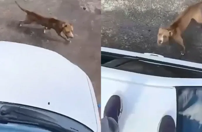 Entregador sobe em teto de carro para escapar de ataque de pitbull em Goiânia