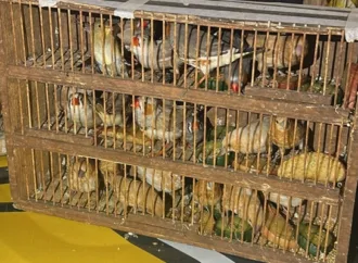 PRF apreende 70 pássaros em sacolas dentro de ônibus em Porangatu