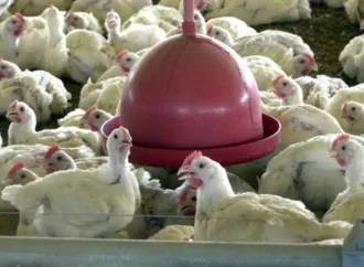 Brasil se declara livre da gripe aviária após 28 dias sem novos casos em granjas
