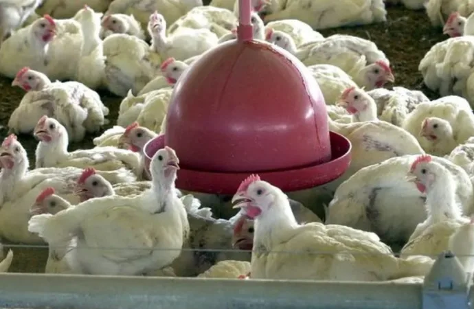 Brasil se declara livre da gripe aviária após 28 dias sem novos casos em granjas