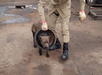 Coleira de Metal: Cadela fica presa em roda de caminhão e mobiliza resgate dos bombeiros