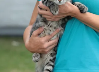 Mutirão de Aparecida terá feira de adoção de animais e triagem para castração de pets neste sábado (28)