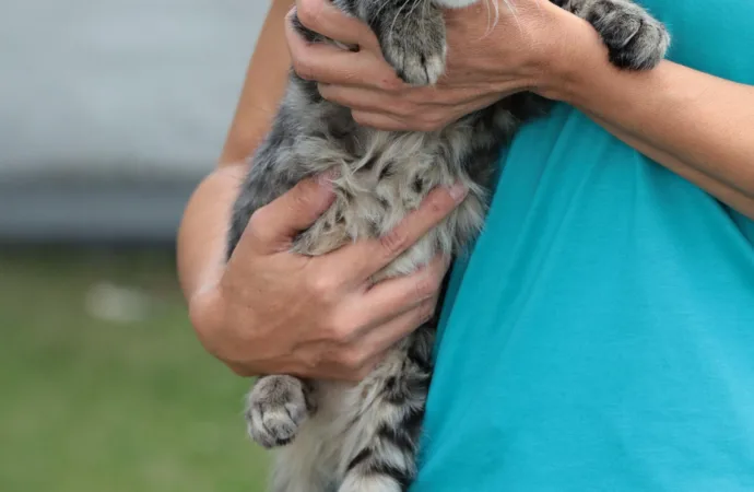Mutirão de Aparecida terá feira de adoção de animais e triagem para castração de pets neste sábado (28)