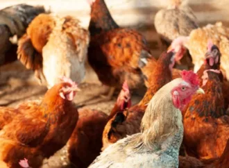 Agrodefesa confirma caso de gripe aviária em aves de subsistência em Goiás