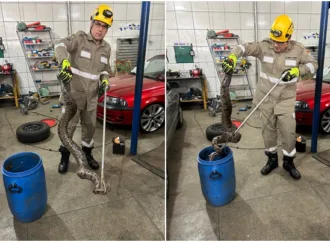 Bombeiros resgatam jiboia de mais de 1 metro em oficina mecânica de Trindade