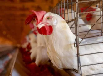 Agrodefesa investiga casos suspeitos de gripe aviária em dois municípios de Goiás