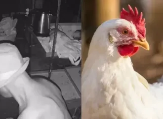 Homem é preso ao ser flagrado praticando zoofilia com galinhas no Paraná