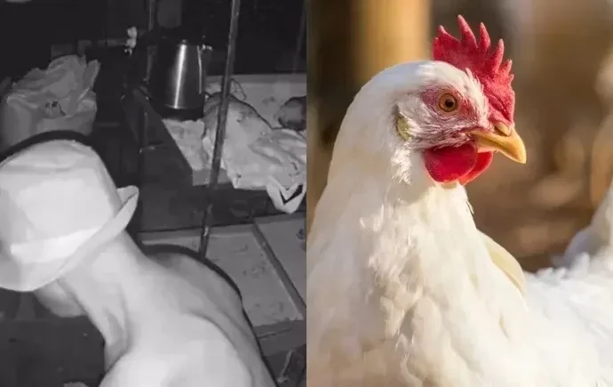 Homem é preso ao ser flagrado praticando zoofilia com galinhas no Paraná