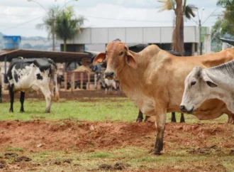Goiás lança Programa de Melhoramento Genético Bovino para Agricultura Familiar
