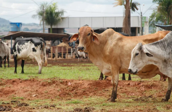 Goiás lança Programa de Melhoramento Genético Bovino para Agricultura Familiar