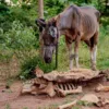 Operação mira comércio de carne de cavalo em Anápolis