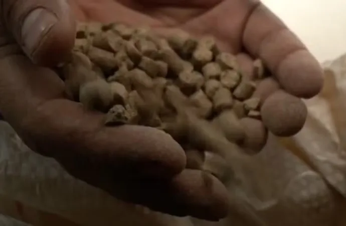 Ração tóxica causa a morte de 245 cavalos em cinco Estados