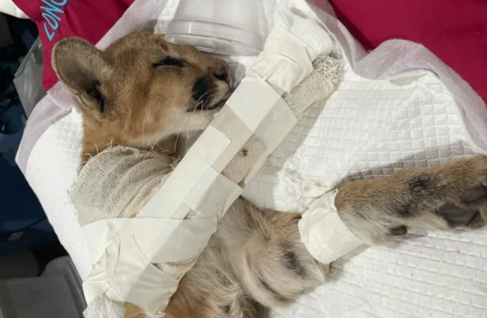 Vídeo: Filhote de onça é atropelada em rodovia de Goiás