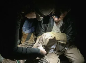 Agrodefesa realiza ação de controle de morcegos hematófagos em Água Fria de Goiás