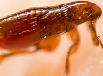 Americano picado por pulga é diagnosticado com doença que devastou a Europa