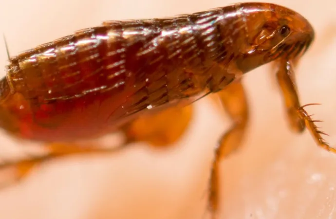 Americano picado por pulga é diagnosticado com doença que devastou a Europa