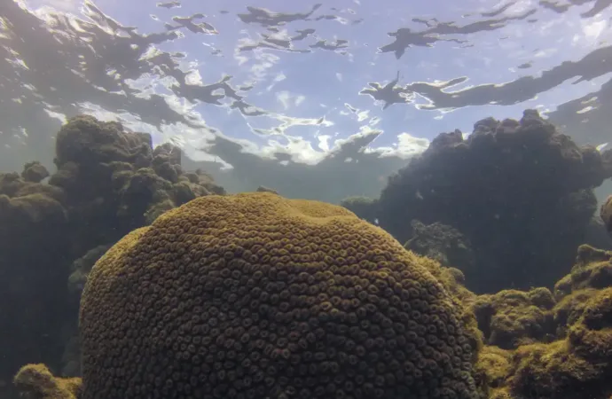 Calor, acidez das águas e pouco alimento ameaçam ecossistemas marinhos