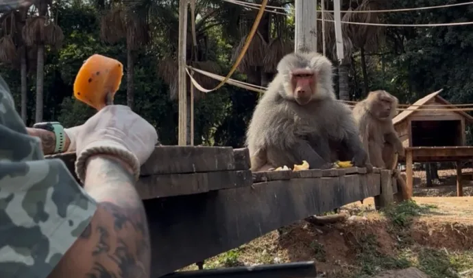 Animais do Zoo recebem picolés de fruta ou carne para amenizar seca
