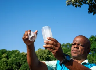 Mosquitos Aedes aegypti que não transmitem doenças são soltos