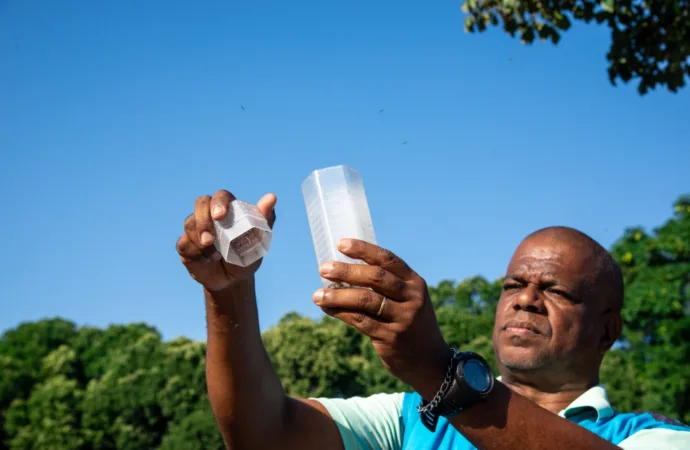 Mosquitos Aedes aegypti que não transmitem doenças são soltos