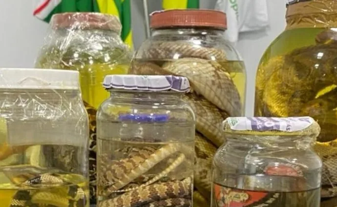 Governo de Goiás reforça cuidados contra acidentes com animais peçonhentos