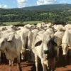 Governo de Goiás abre segunda etapa da Declaração de Rebanho a partir de sábado (1º/11)