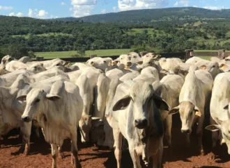 Governo de Goiás abre segunda etapa da Declaração de Rebanho a partir de sábado (1º/11)