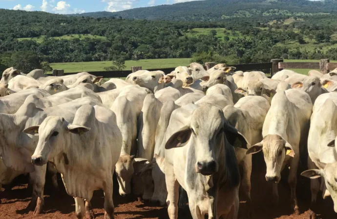 Governo de Goiás abre segunda etapa da Declaração de Rebanho a partir de sábado (1º/11)